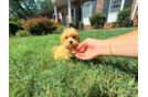 Cute Maltipoo Baby
