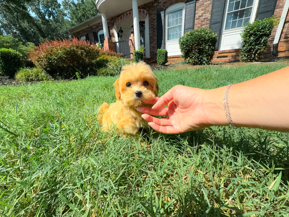 Cute Maltipoo Baby