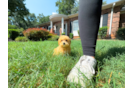 Cute Maltipoo Poodle Mix Pup