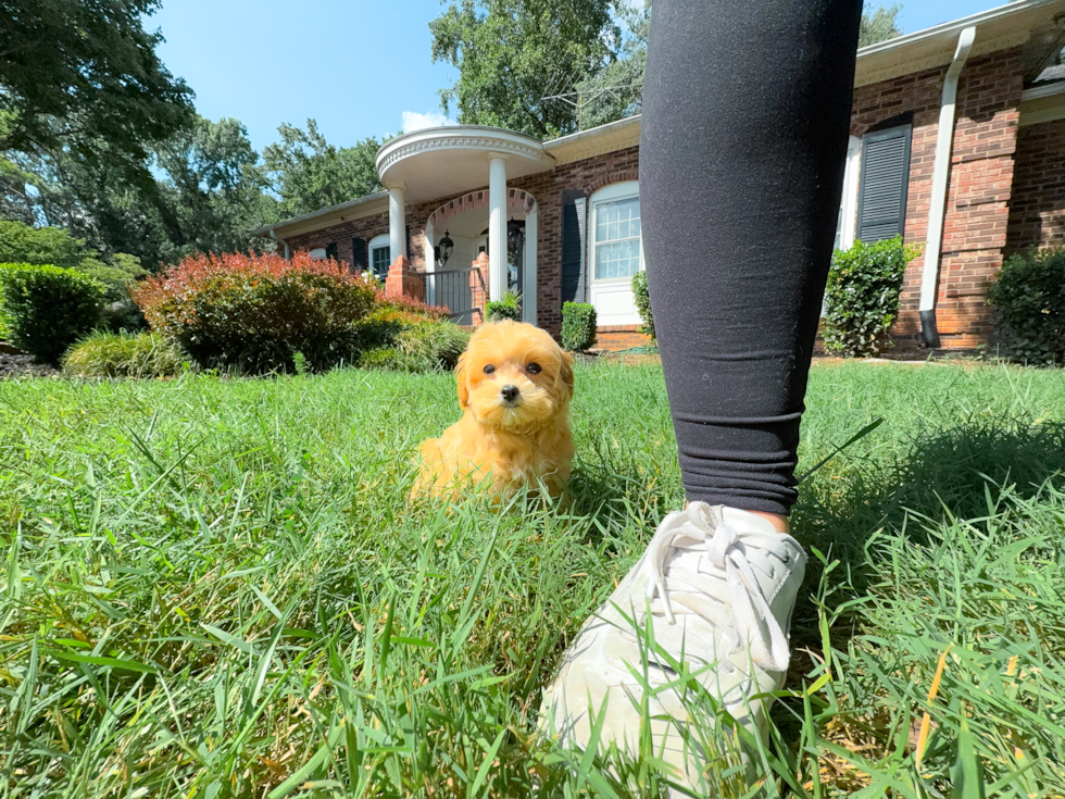Cute Maltipoo Poodle Mix Pup