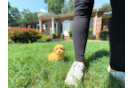 Cute Maltipoo Baby