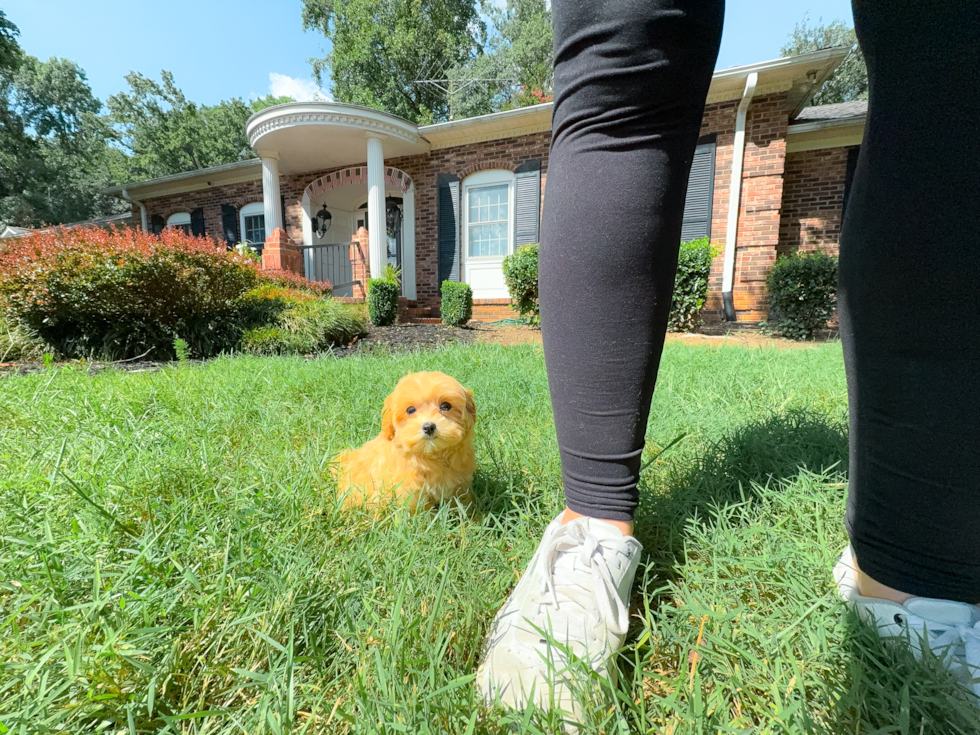 Cute Maltipoo Baby