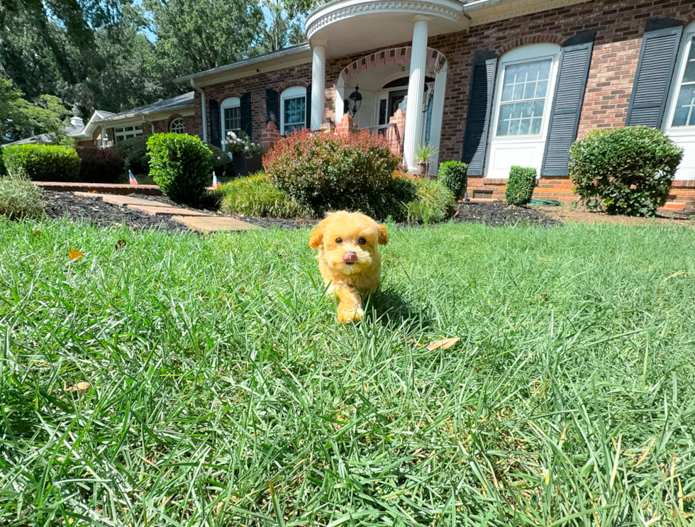 Best Maltipoo Baby