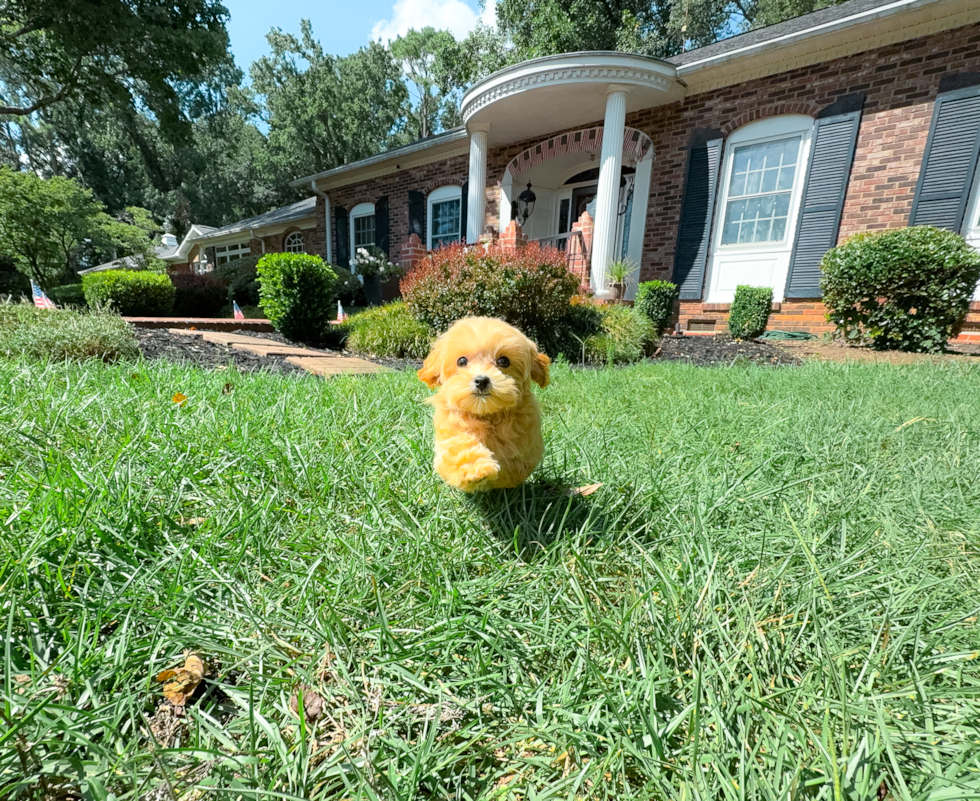 Best Maltipoo Baby