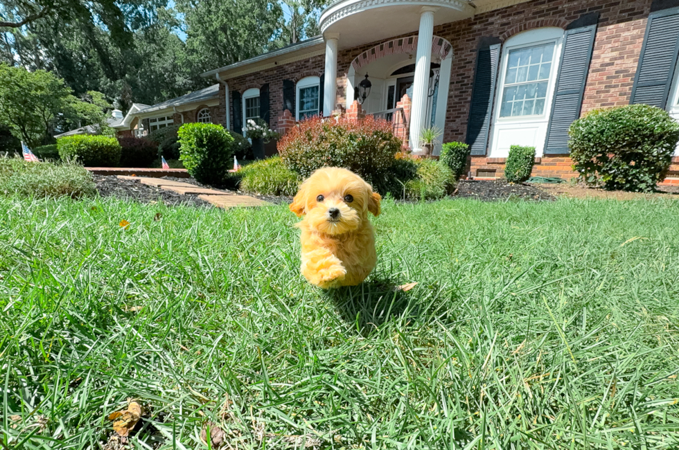 13 week old Maltipoo Puppy For Sale - Simply Southern Pups