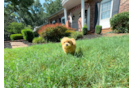 Maltipoo Puppy for Adoption