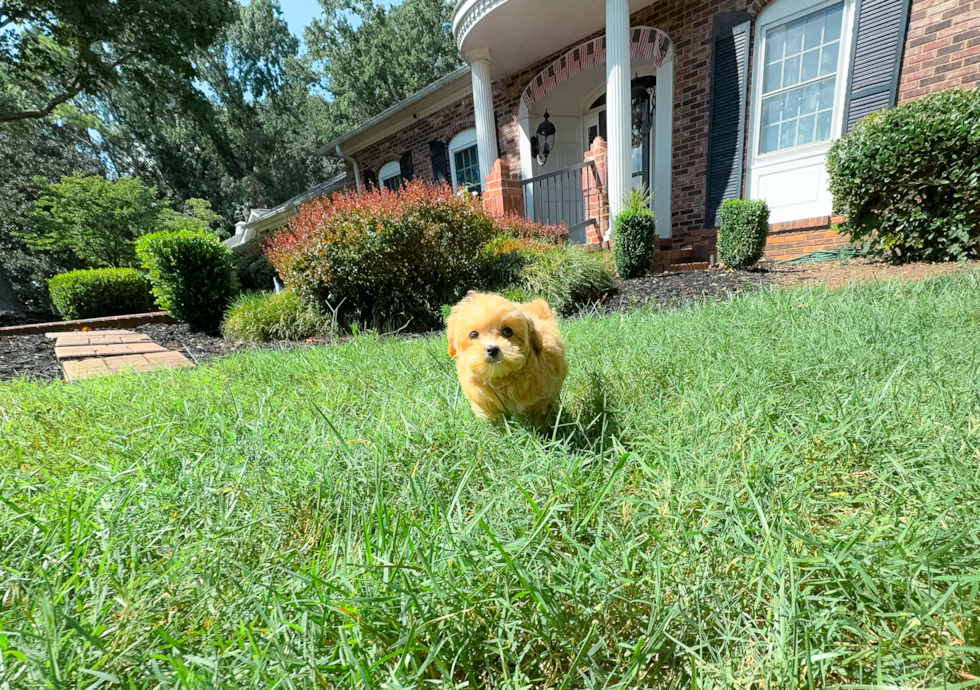 Maltipoo Puppy for Adoption