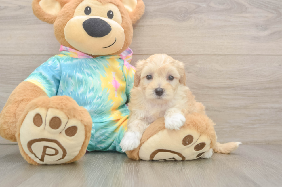 5 week old Maltipoo Puppy For Sale - Simply Southern Pups