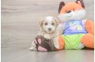 Maltipoo Pup Being Cute