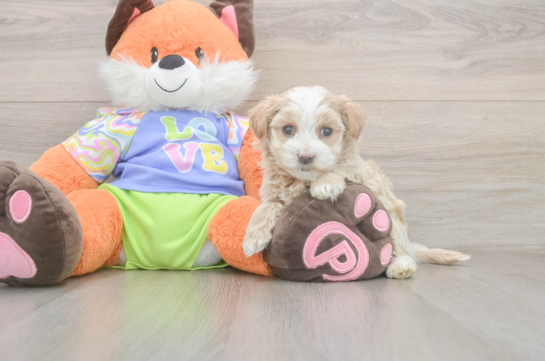 5 week old Maltipoo Puppy For Sale - Simply Southern Pups Best Maltipoo Baby