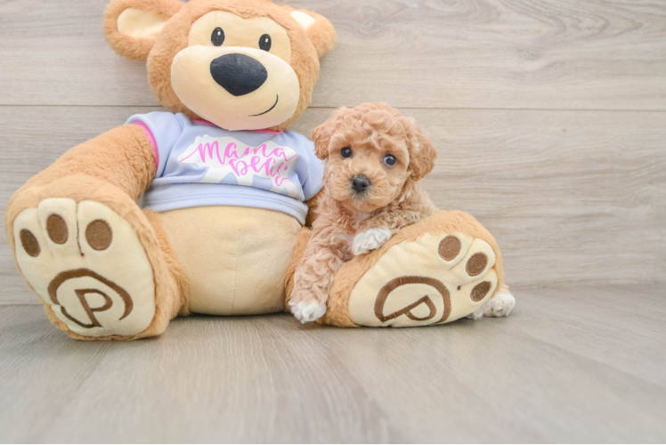 Best Maltipoo Baby