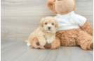 Adorable Multipoo Poodle Mix Puppy