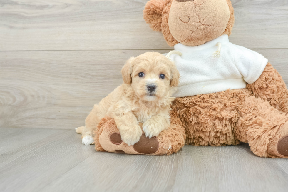 Adorable Multipoo Poodle Mix Puppy