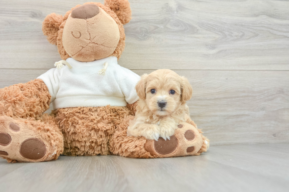 8 week old Maltipoo Puppy For Sale - Simply Southern Pups