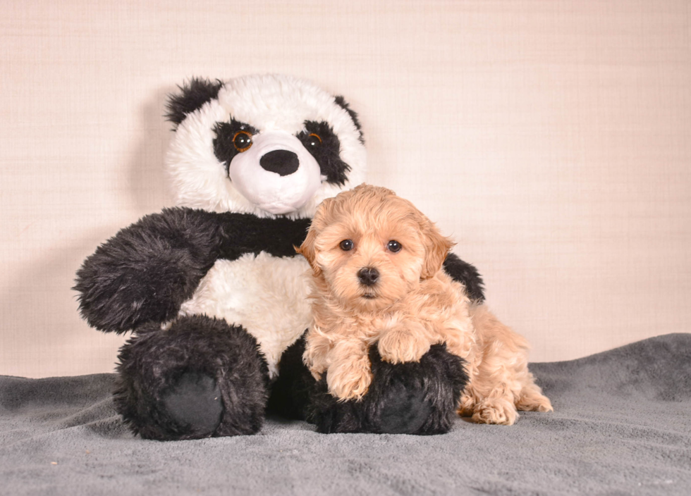 Cute Malt a Poo Poodle Mix Puppy