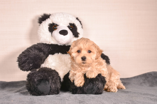 Cute Malt a Poo Poodle Mix Puppy