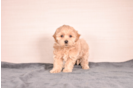 Maltipoo Pup Being Cute
