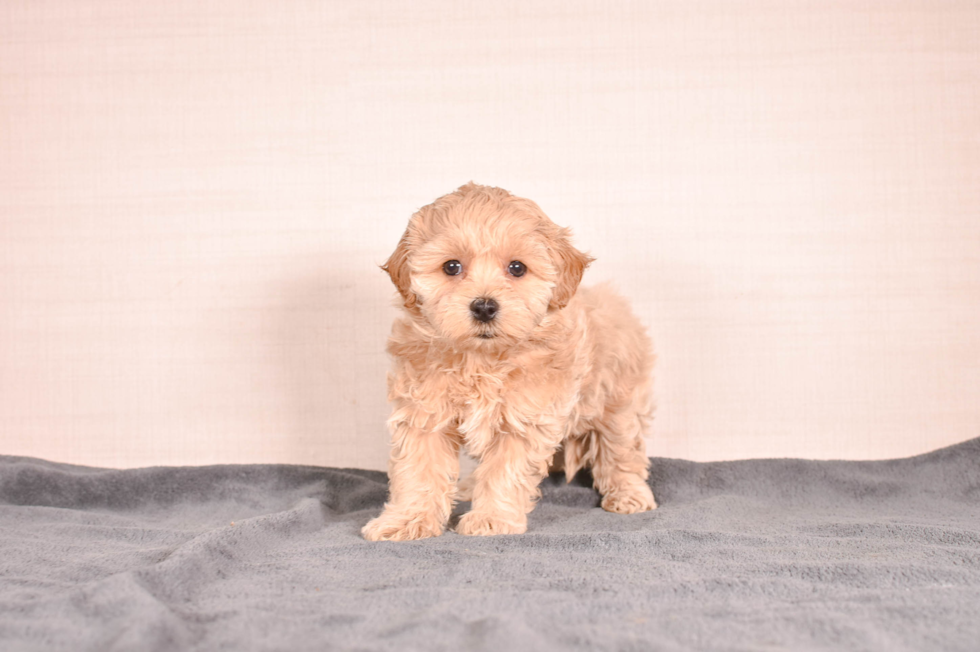 Maltipoo Pup Being Cute