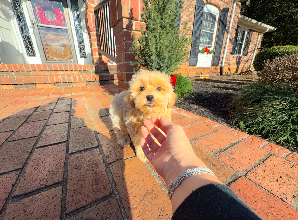 Cute Malt a Poo Poodle Mix Puppy