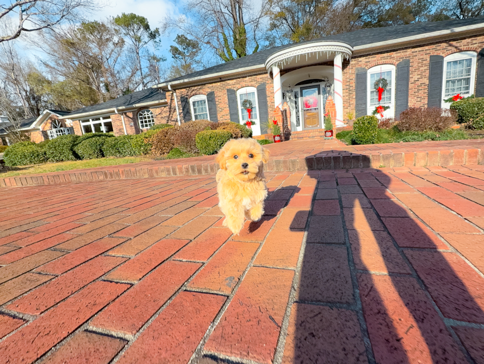 Cute Malt a Poo Poodle Mix Puppy