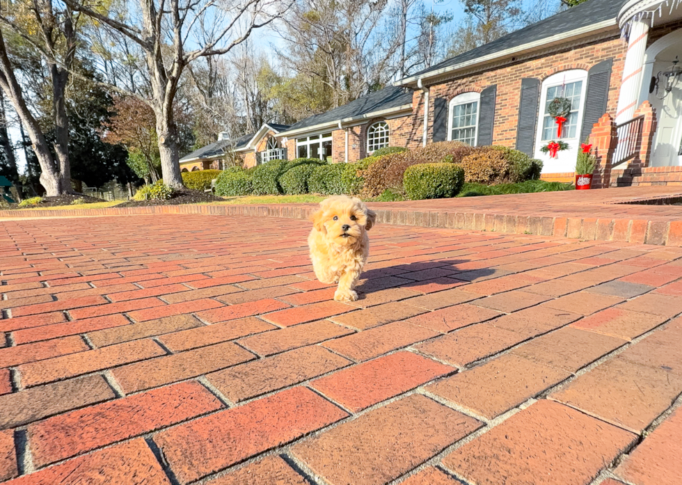 Maltipoo Pup Being Cute