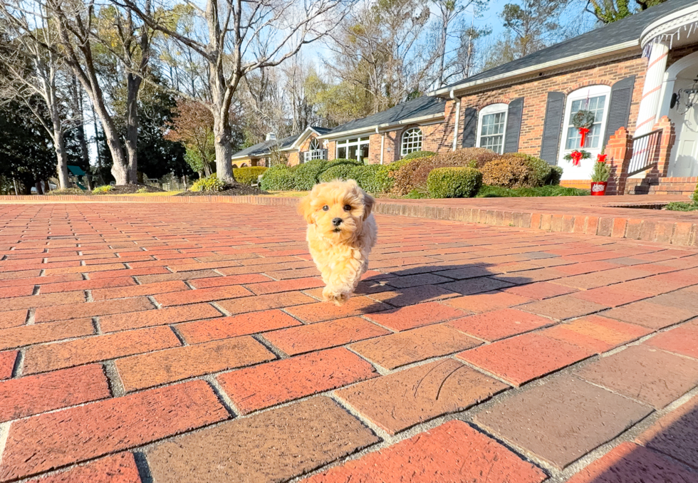 Cute Maltipoo Poodle Mix Pup