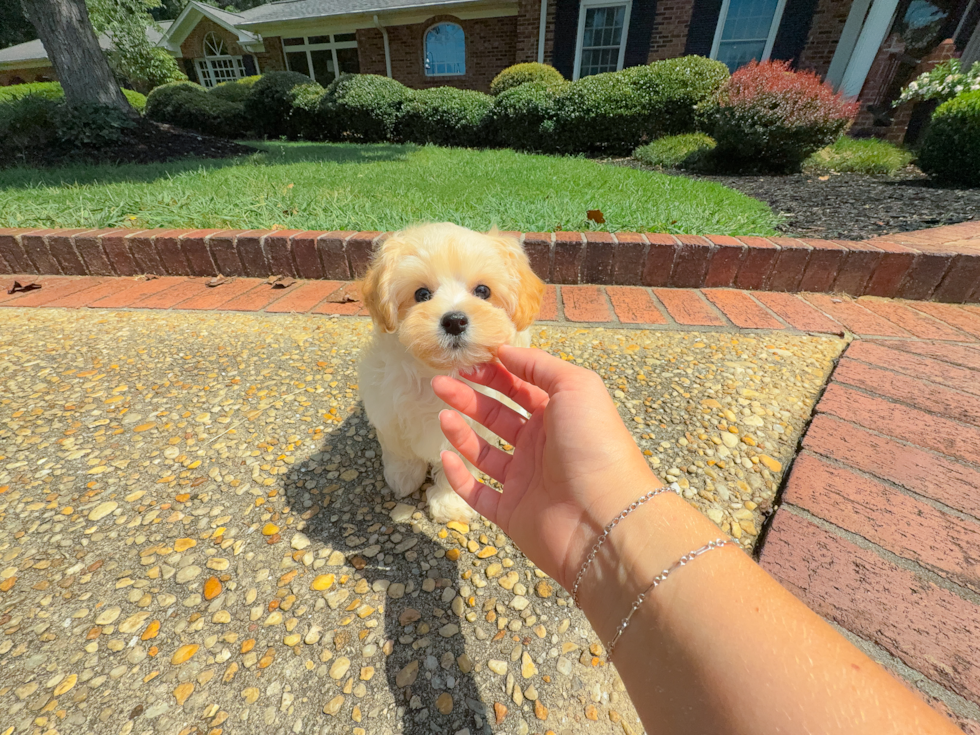 Best Maltipoo Baby