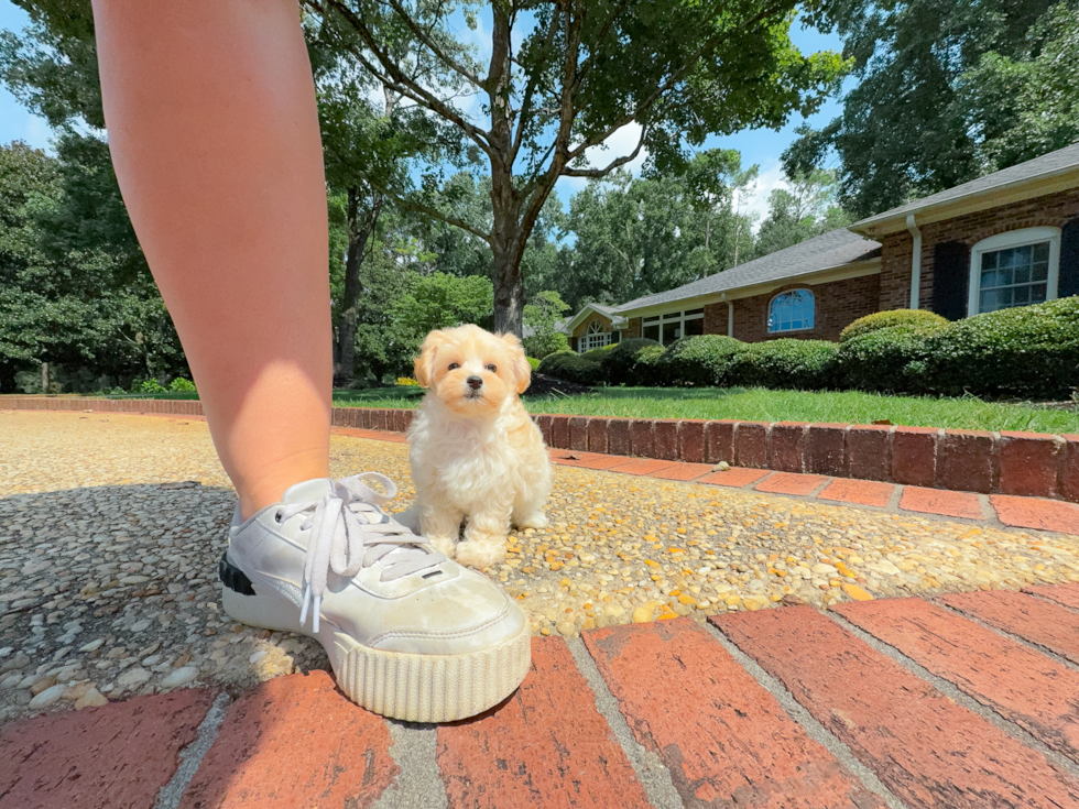 Maltipoo Pup Being Cute