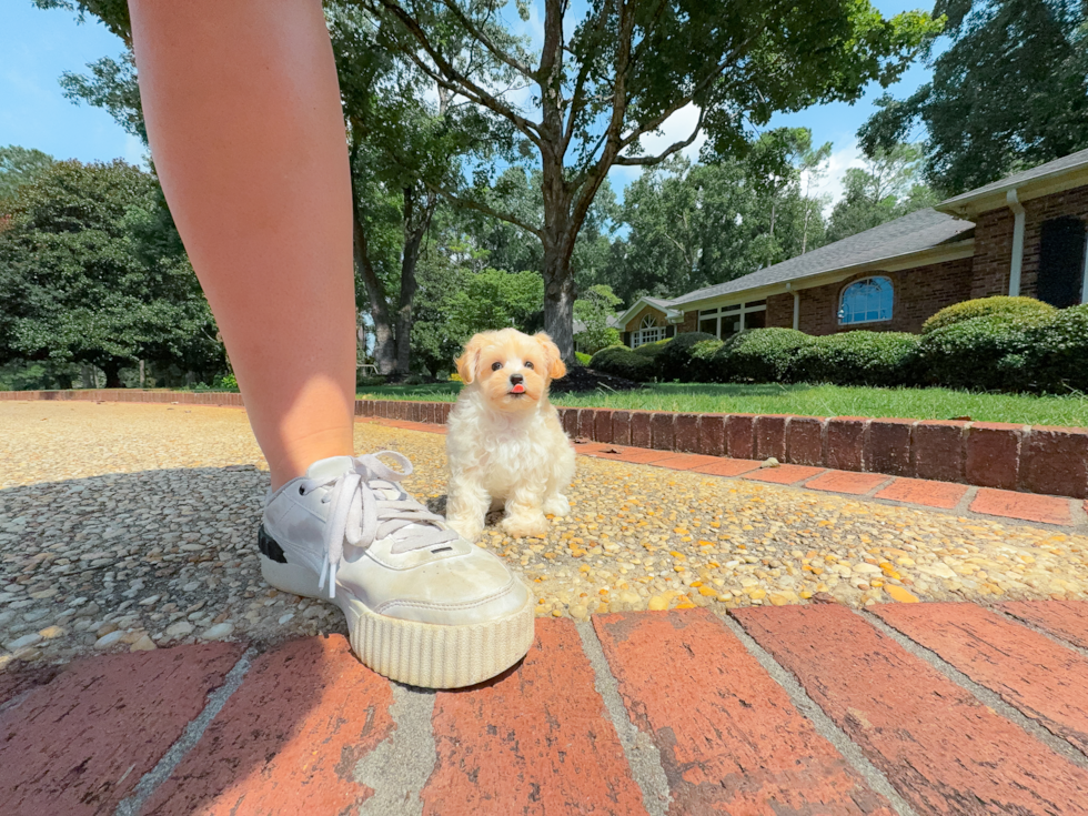 Maltipoo Pup Being Cute