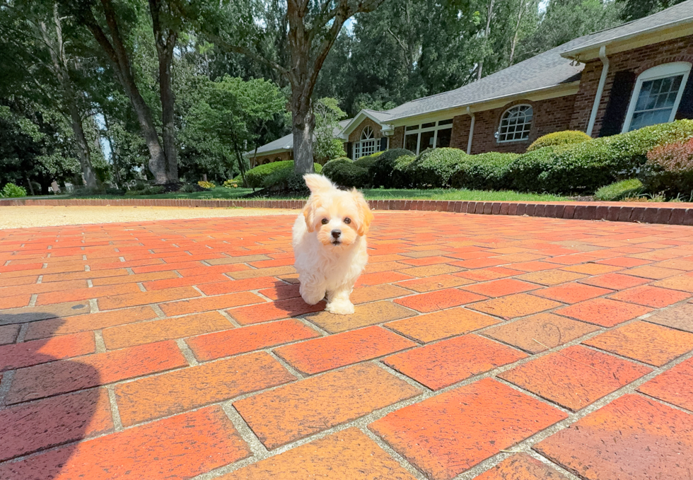Cute Malt a Poo Poodle Mix Puppy