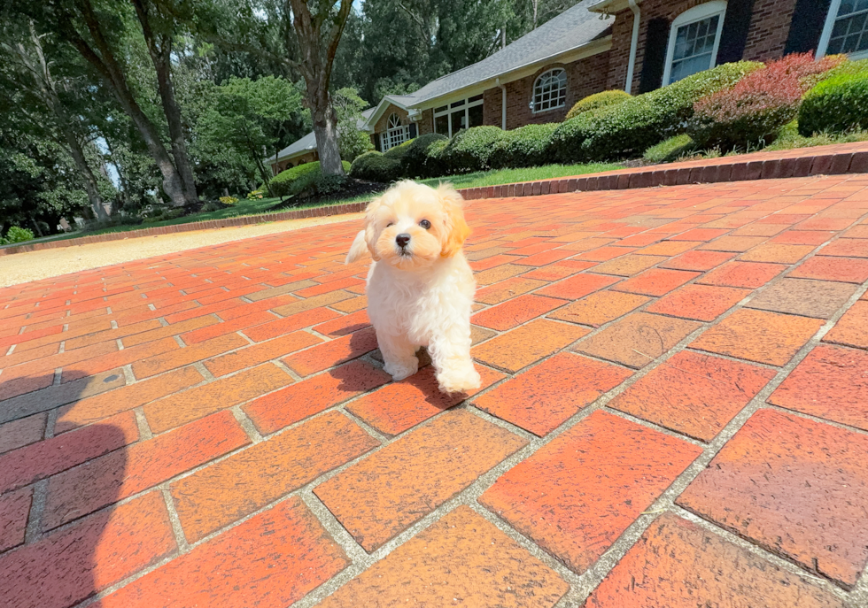 Maltipoo Pup Being Cute