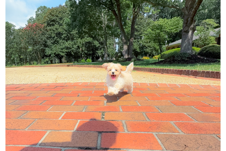 Maltipoo Puppy for Adoption