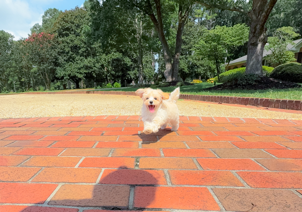 Maltipoo Puppy for Adoption