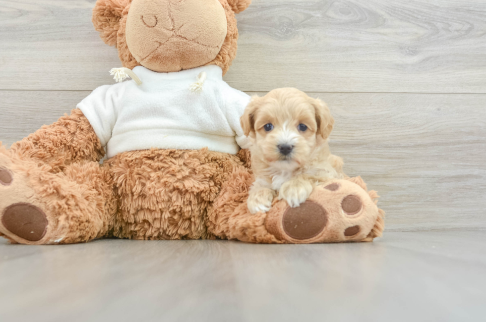 8 week old Maltipoo Puppy For Sale - Simply Southern Pups