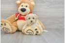 Happy Maltipoo Baby