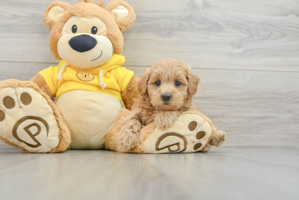 Maltipoo Pup Being Cute