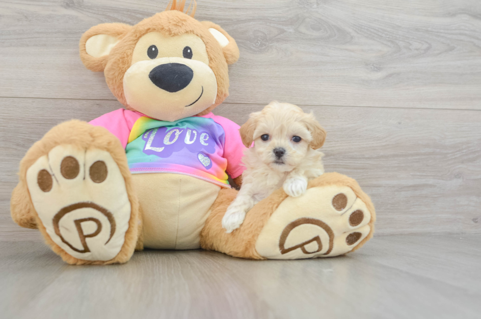 7 week old Maltipoo Puppy For Sale - Simply Southern Pups