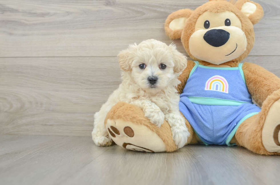 5 week old Maltipoo Puppy For Sale - Simply Southern Pups