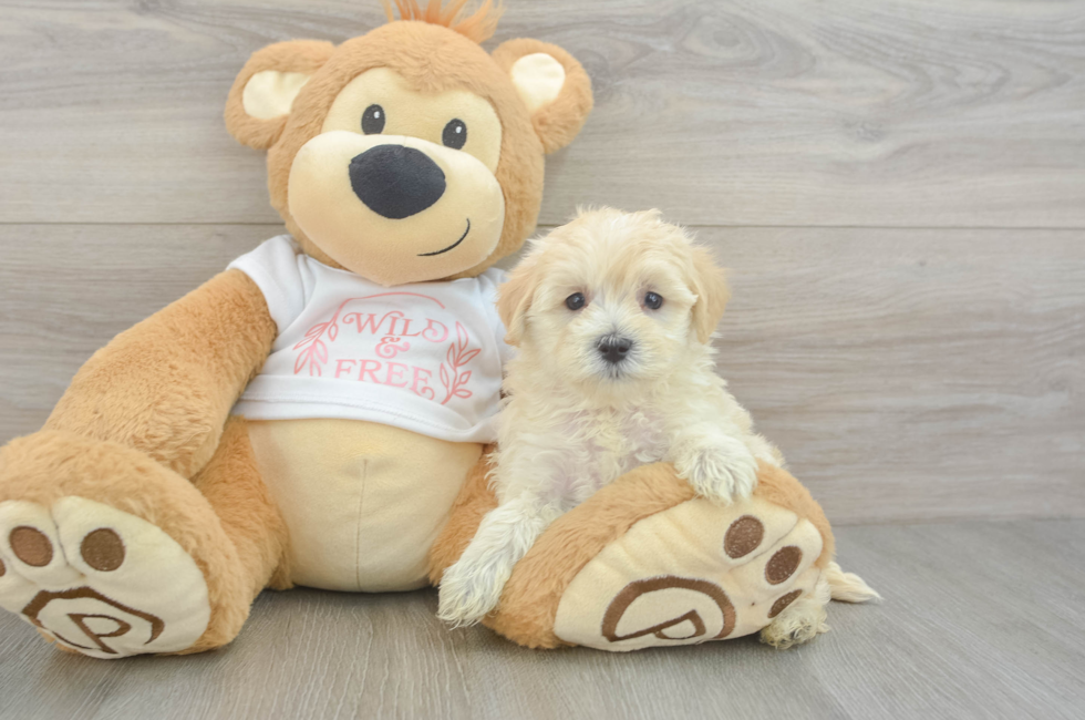 6 week old Maltipoo Puppy For Sale - Simply Southern Pups
