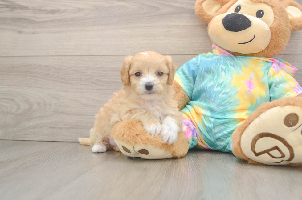 5 week old Maltipoo Puppy For Sale - Simply Southern Pups