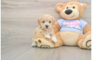 Best Maltipoo Baby
