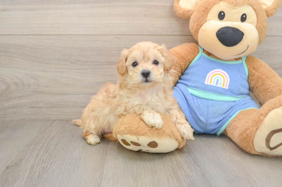 Energetic Malt a Poo Poodle Mix Puppy
