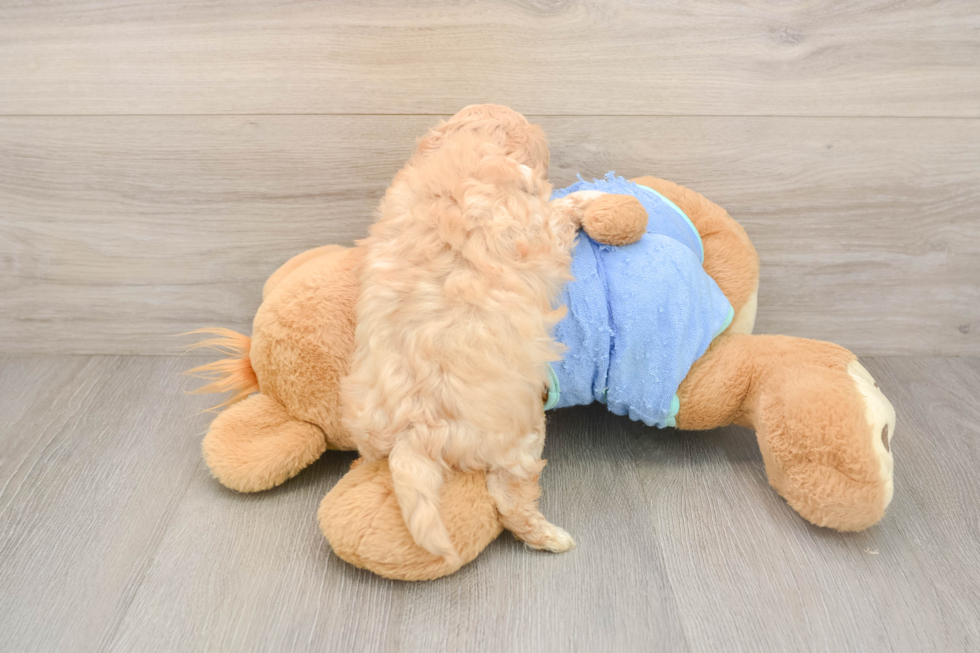 Best Maltipoo Baby