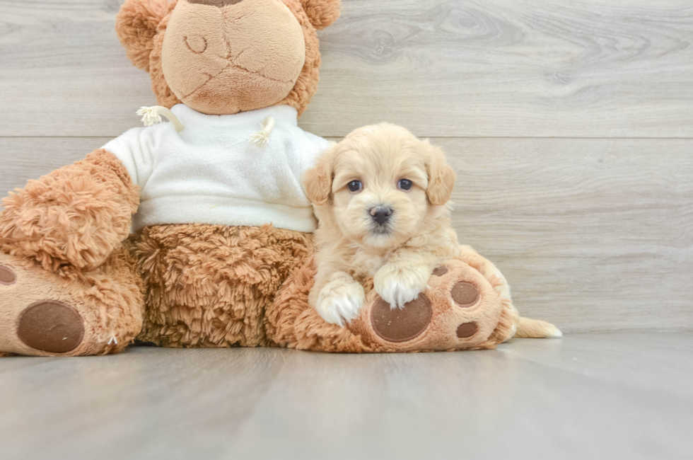 8 week old Maltipoo Puppy For Sale - Simply Southern Pups