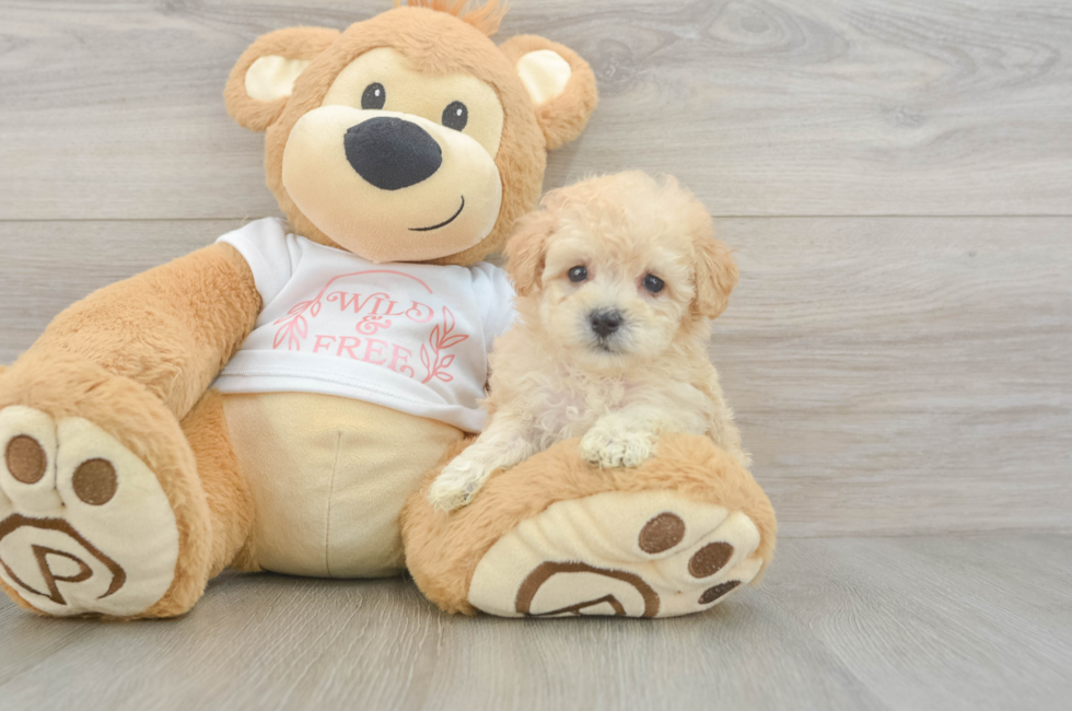 6 week old Maltipoo Puppy For Sale - Simply Southern Pups