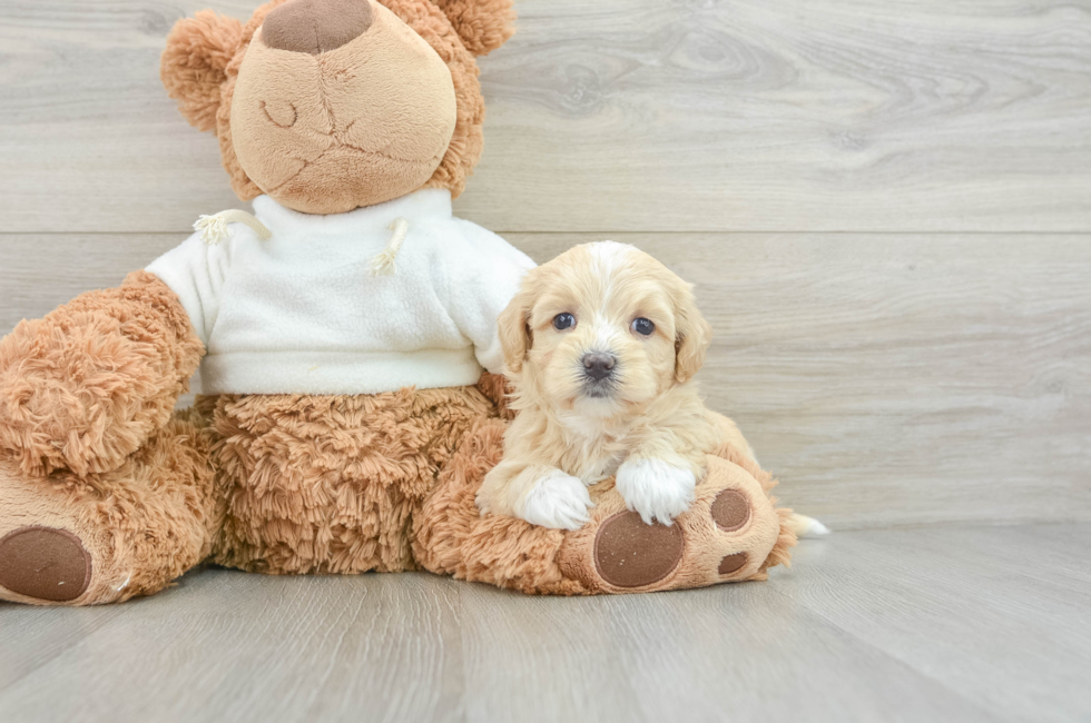 8 week old Maltipoo Puppy For Sale - Simply Southern Pups