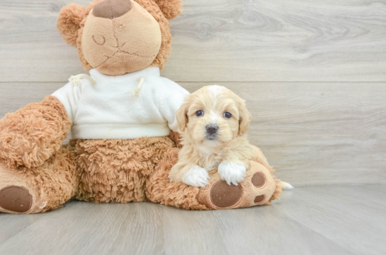 Maltipoo Pup Being Cute