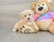 9 week old Maltipoo Puppy For Sale - Simply Southern Pups