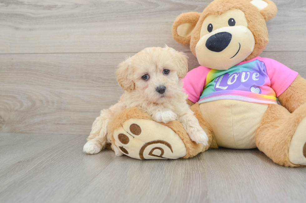 8 week old Maltipoo Puppy For Sale - Simply Southern Pups