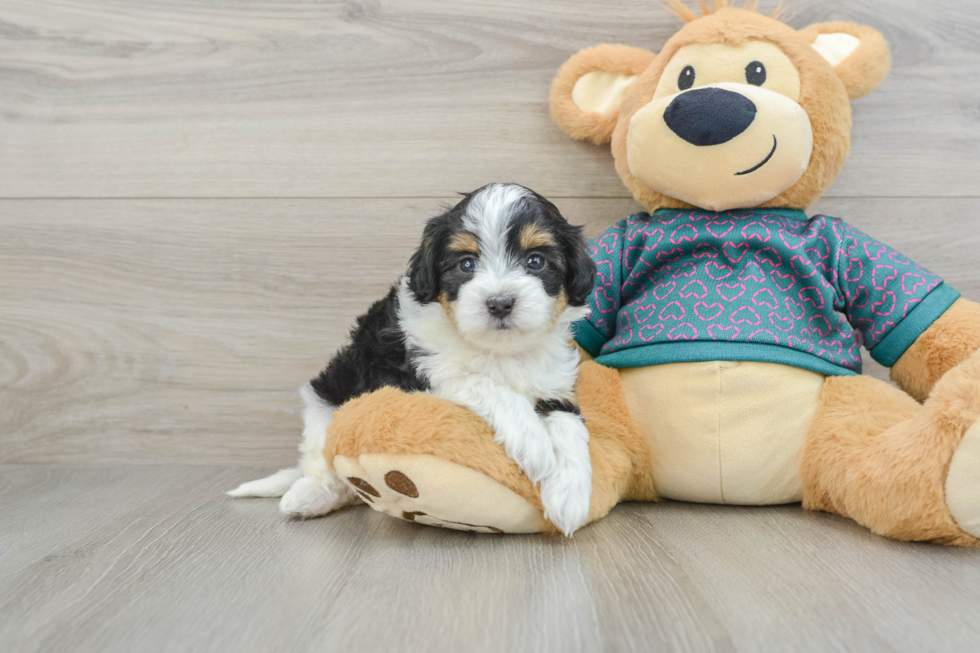 Maltipoo Puppy for Adoption